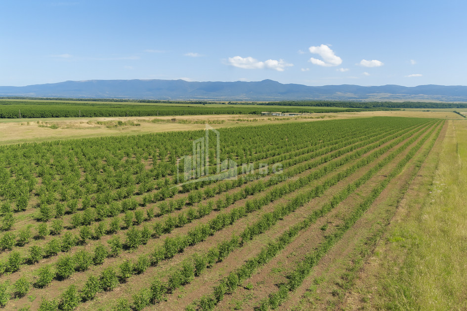 იყიდება მიწის ნაკვეთი საგარეჯო კახეთი