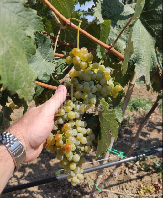 იყიდება კომერციული ფართი დოესი კასპი შიდა ქართლი