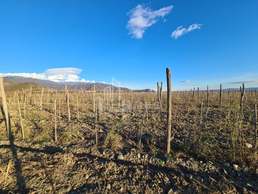 For Sale Land Shilda Kvareli Kakheti