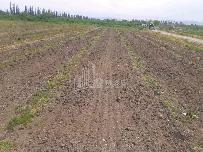 იყიდება მიწის ნაკვეთი სენაკი სამეგრელო   ზემო სვანეთი