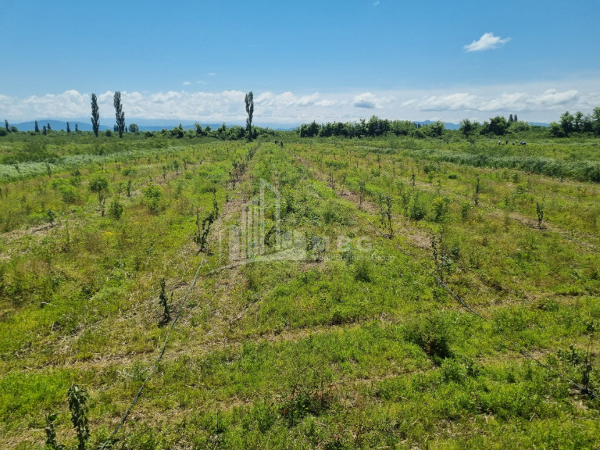 იყიდება მიწის ნაკვეთი სენაკი სამეგრელო   ზემო სვანეთი