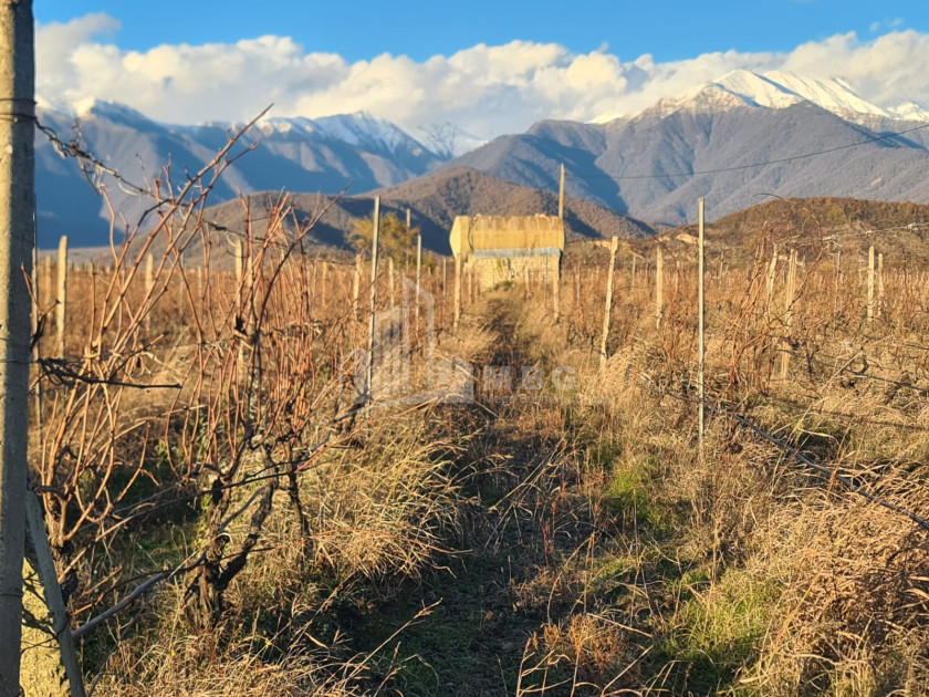 For Sale Land Shilda Kvareli Kakheti
