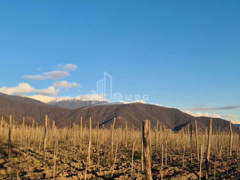 For Sale Land Shilda Kvareli Kakheti