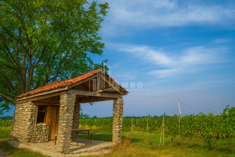 For Sale Land Tsinandali Telavi Kakheti