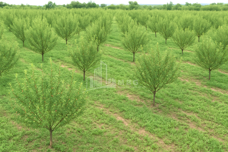 Продается Земля Болниси Квемо Картли