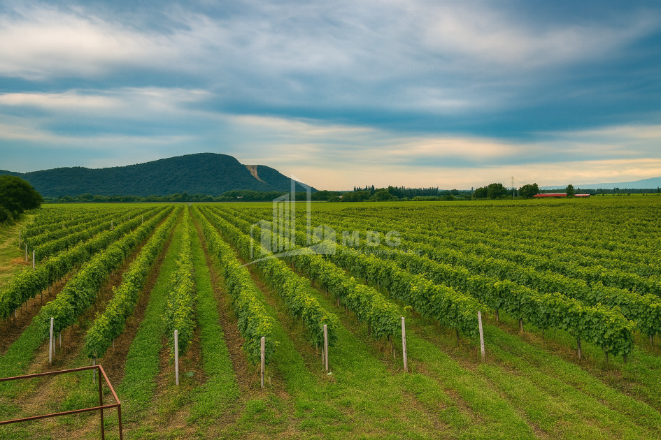 For Sale Commercial Shilda Kvareli Kakheti