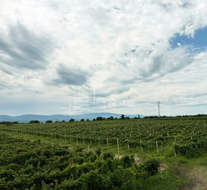 For Sale Commercial Shilda Kvareli Kakheti