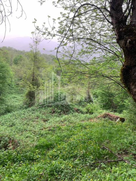 Продается Земля Иста Амбролаури Рача   Лечхуми Квемо Сванети