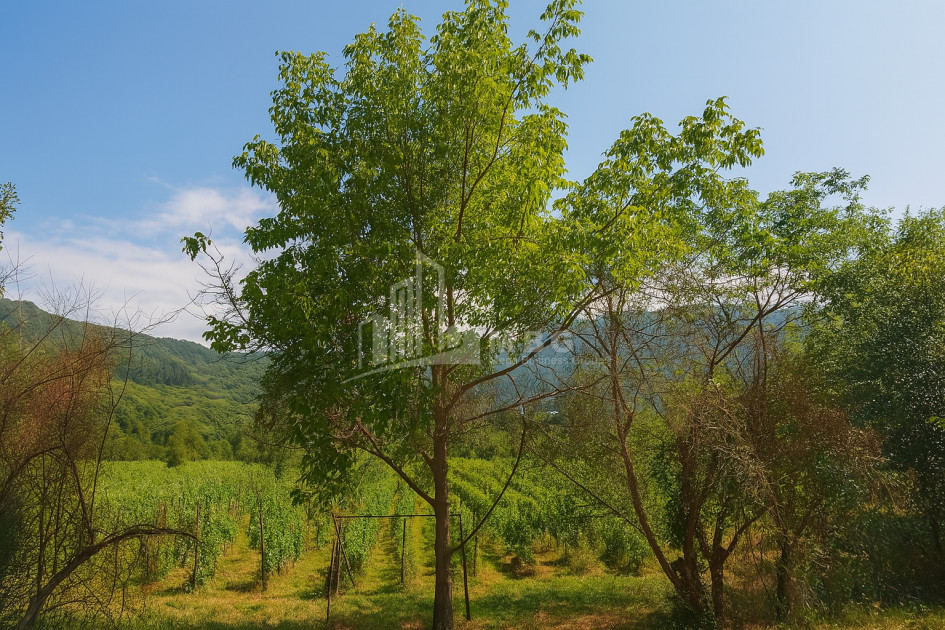 იყიდება მიწის ნაკვეთი კვაცხუთი ამბროლაური რაჭა   ლეჩხუმი ქვემო სვანეთი