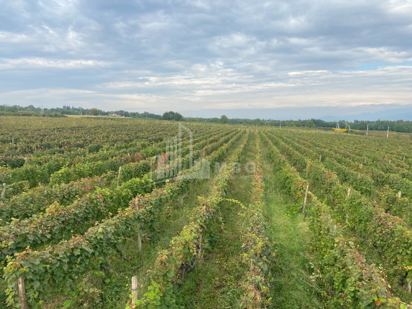 For Sale Land Tsinandali Telavi Kakheti
