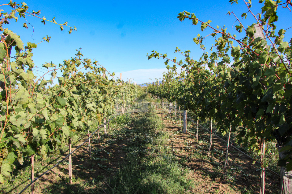 იყიდება კომერციული ფართი დოესი კასპი შიდა ქართლი
