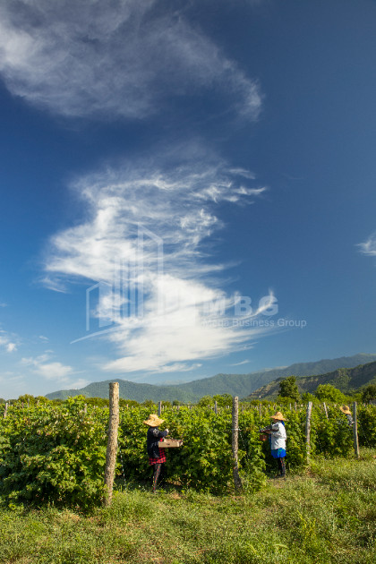 For Sale Land Zegaani Gurjaani Kakheti