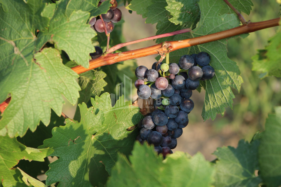 იყიდება კომერციული ფართი დოესი კასპი შიდა ქართლი