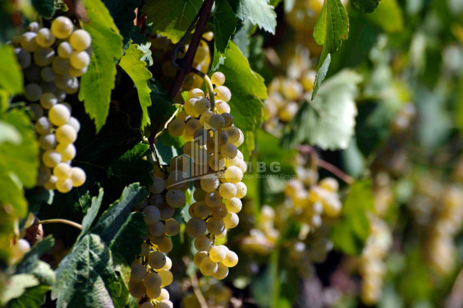 Продается Коммерческий Хашми Сагареджо Кахети