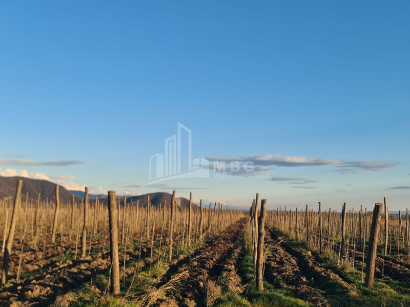For Sale Land Shilda Kvareli Kakheti