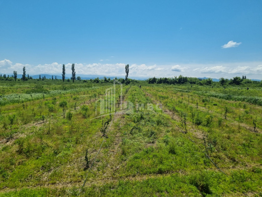 იყიდება მიწის ნაკვეთი სენაკი სამეგრელო   ზემო სვანეთი