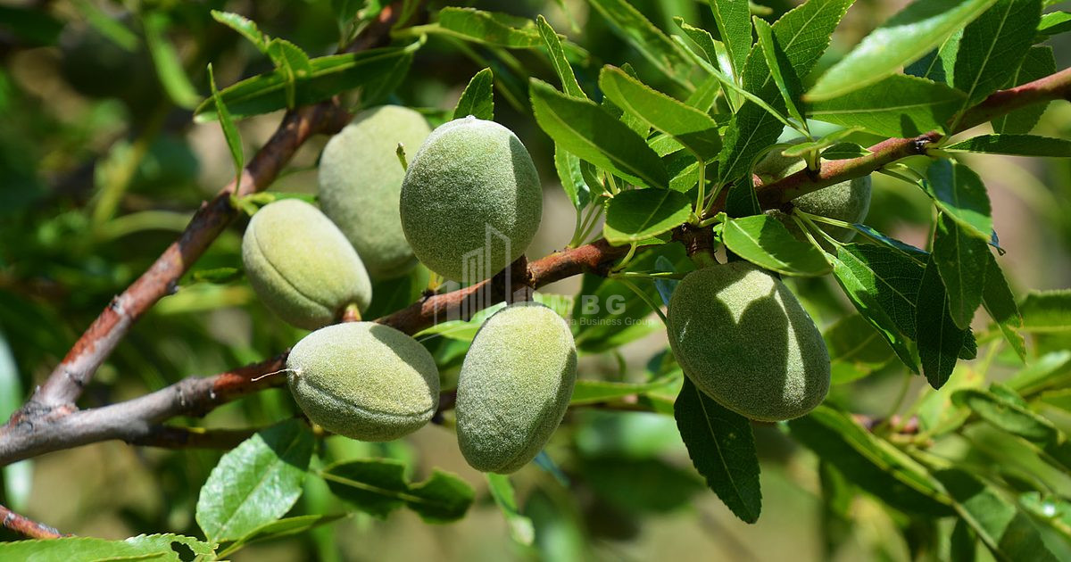 Продается Земля Болниси Квемо Картли