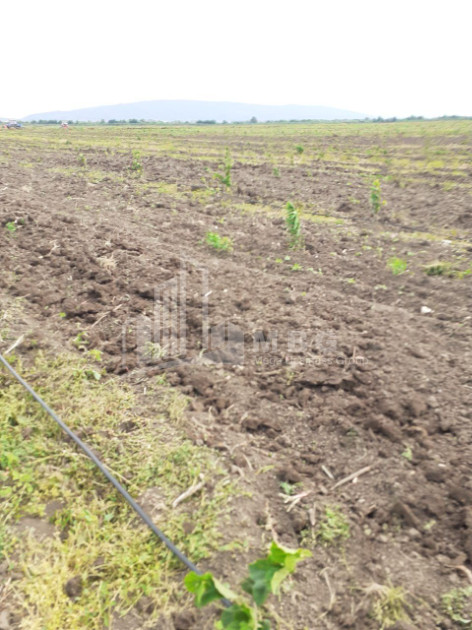 იყიდება მიწის ნაკვეთი სენაკი სამეგრელო   ზემო სვანეთი