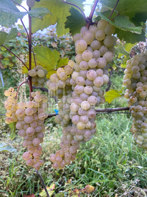 For Sale Land Tsinandali Telavi Kakheti