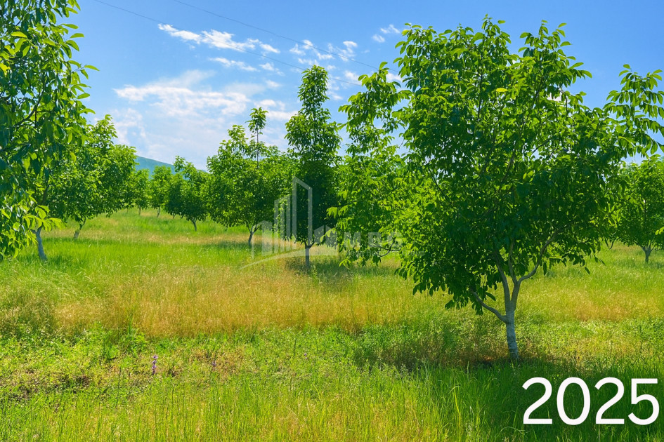 Продается Земля ли Каспси Шида Картли