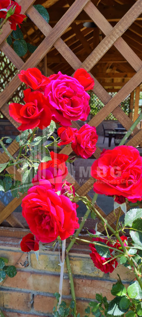 Продается Коммерческий Хашми Сагареджо Кахети