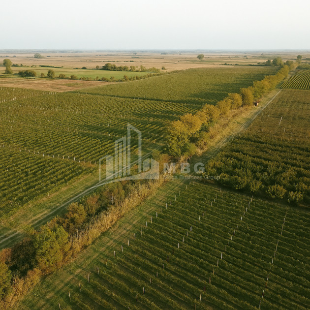 Продается Земля Бакурцихе Гурджаани Кахети