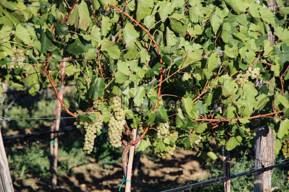 იყიდება კომერციული ფართი დოესი კასპი შიდა ქართლი