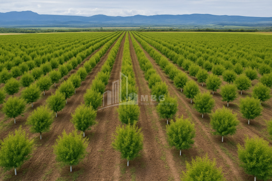 იყიდება მიწის ნაკვეთი საგარეჯო კახეთი