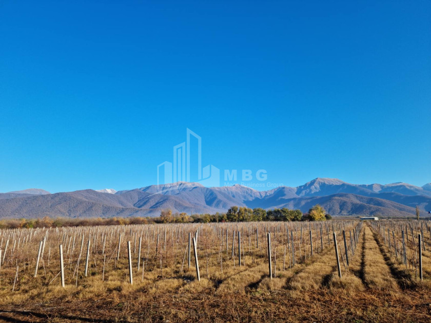 For Sale Land Eniseli Kvareli Kakheti