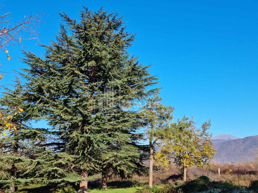 For Sale Land Eniseli Kvareli Kakheti