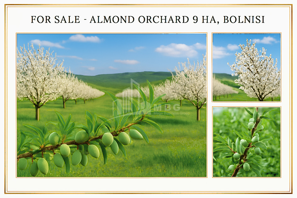 Продается Земля Болниси Квемо Картли