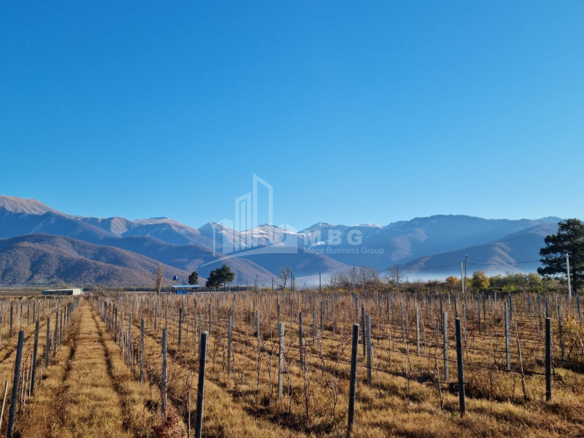 For Sale Land Eniseli Kvareli Kakheti