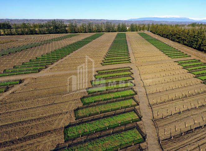 იყიდება მიწის ნაკვეთი გურია