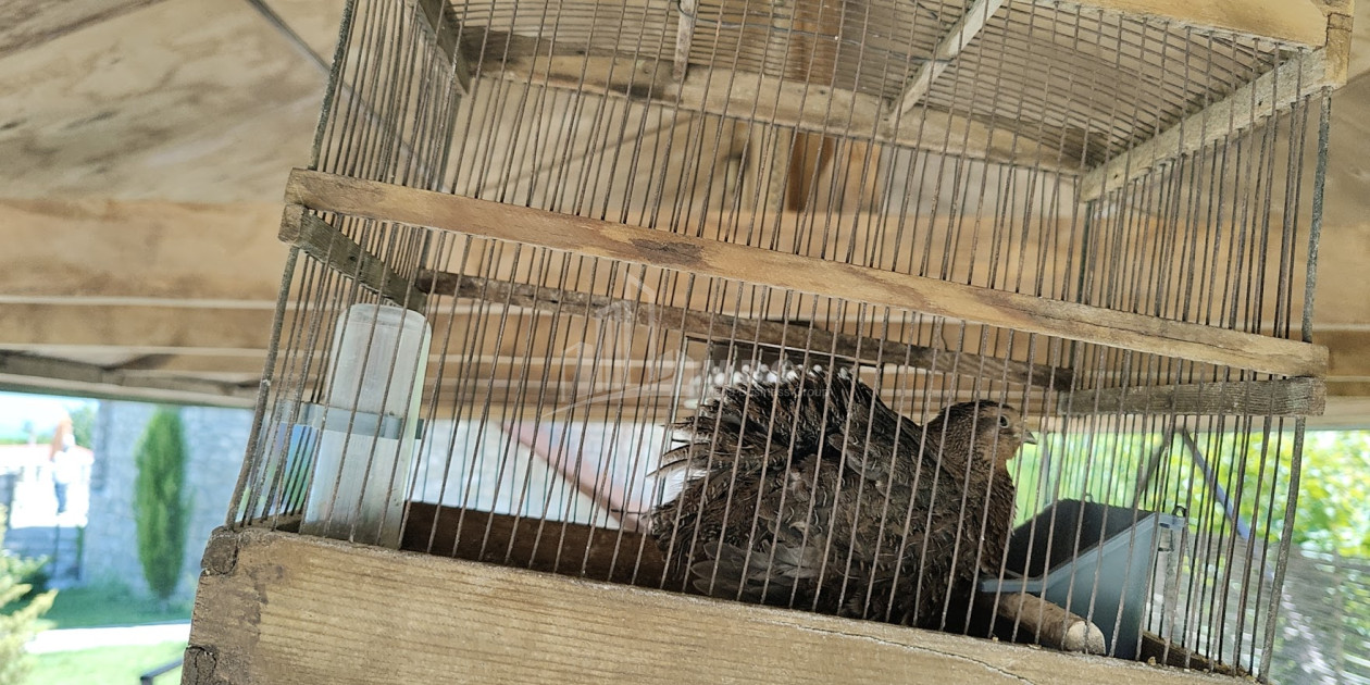 Продается Коммерческий Телави Кахети