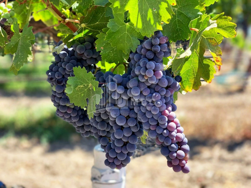 Продается Коммерческий Хашми Сагареджо Кахети