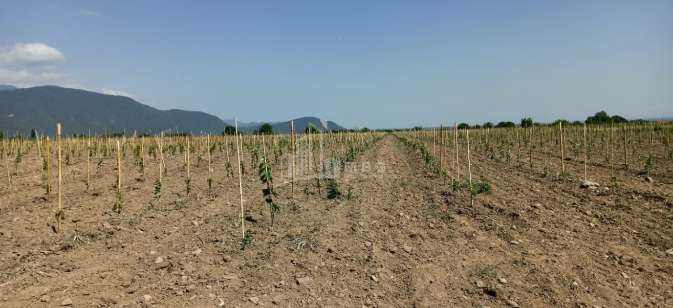For Sale Land Shilda Kvareli Kakheti