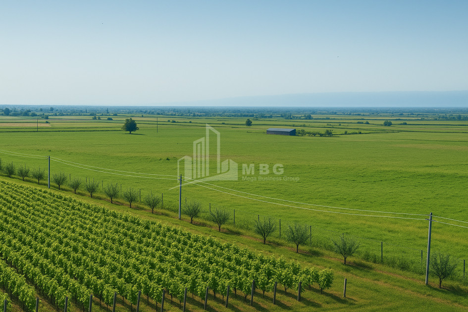 Продается Земля Шильда Кварели Кахети