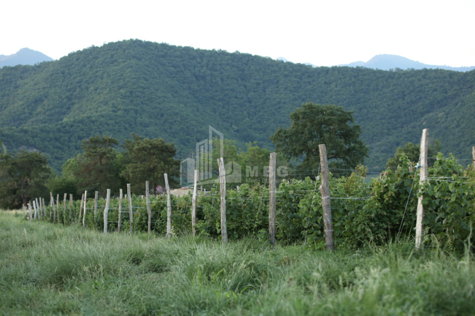 For Sale Land Zegaani Gurjaani Kakheti