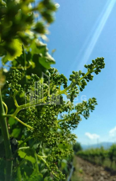 For Sale Land Shilda Kvareli Kakheti