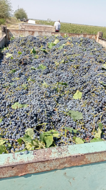 Продается Земля Бакурцихе Гурджаани Кахети