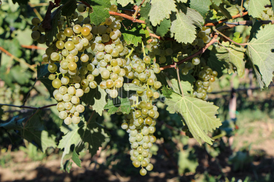 იყიდება კომერციული ფართი დოესი კასპი შიდა ქართლი