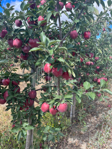 For Sale Land Gori Shida Kartli