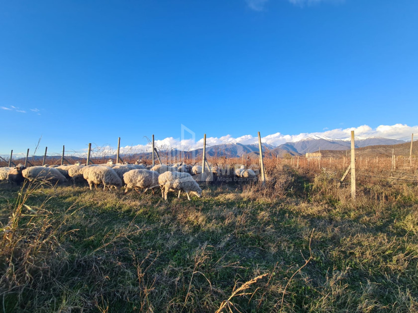 For Sale Land Shilda Kvareli Kakheti