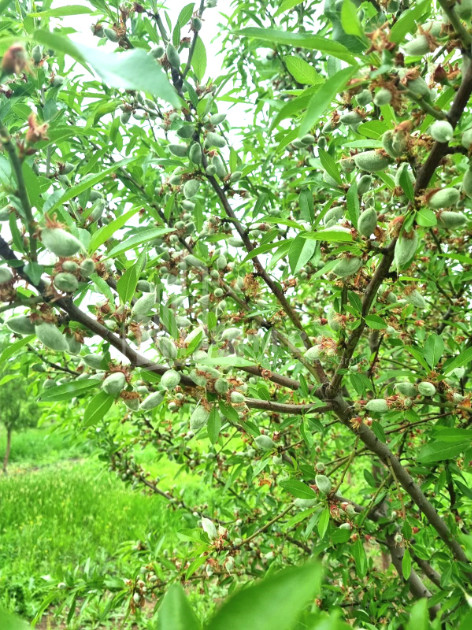 Продается Земля Болниси Квемо Картли