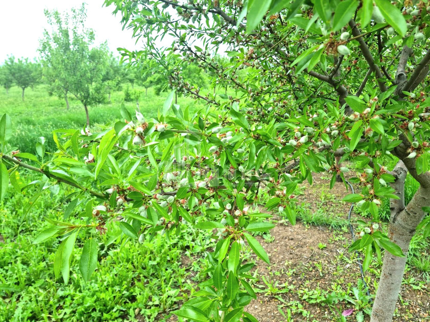 Продается Земля Болниси Квемо Картли