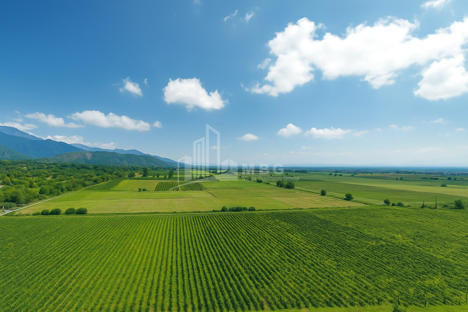 Продается Земля Шильда Кварели Кахети