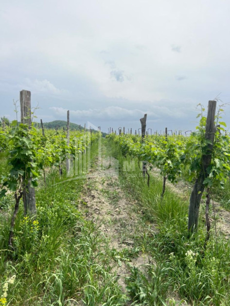 For Sale Land Shilda Kvareli Kakheti