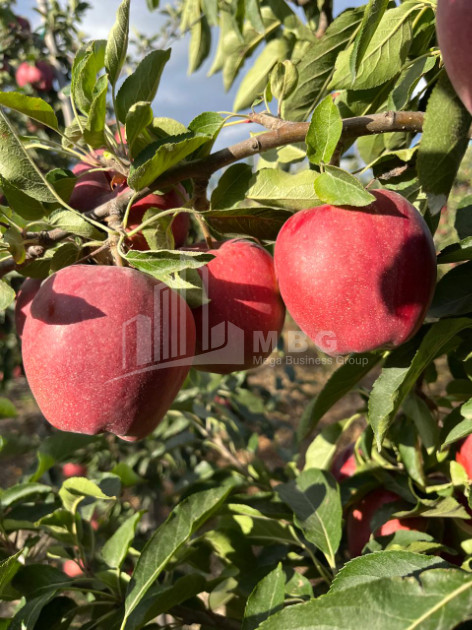 For Sale Land Gori Shida Kartli