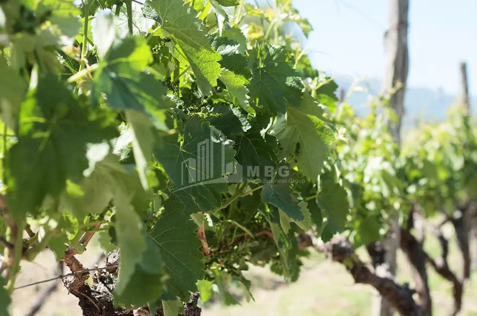 Продается Коммерческий Хашми Сагареджо Кахети