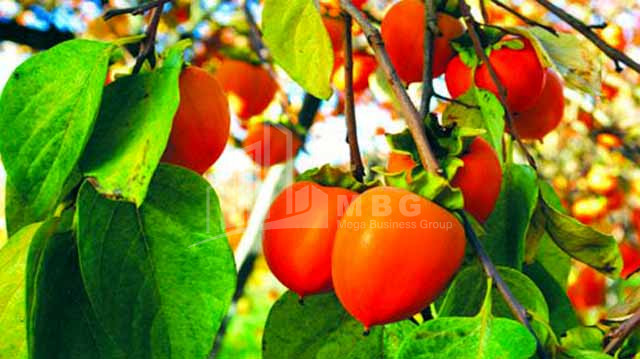 For Sale Land Marneuli Kvemo Kartli